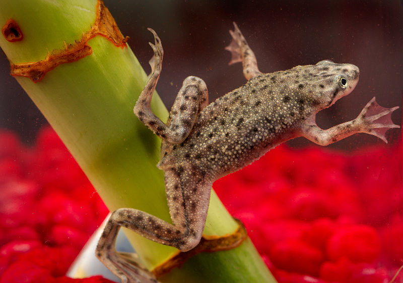 Sullivan the African Dwarf Frog and Legal Manager