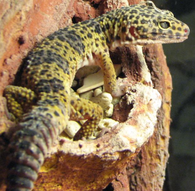 Freckles the Leopard Gecko