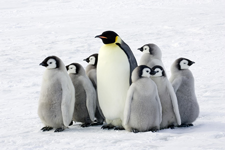 Altered Penguins